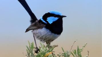 A bird perched on a plant.