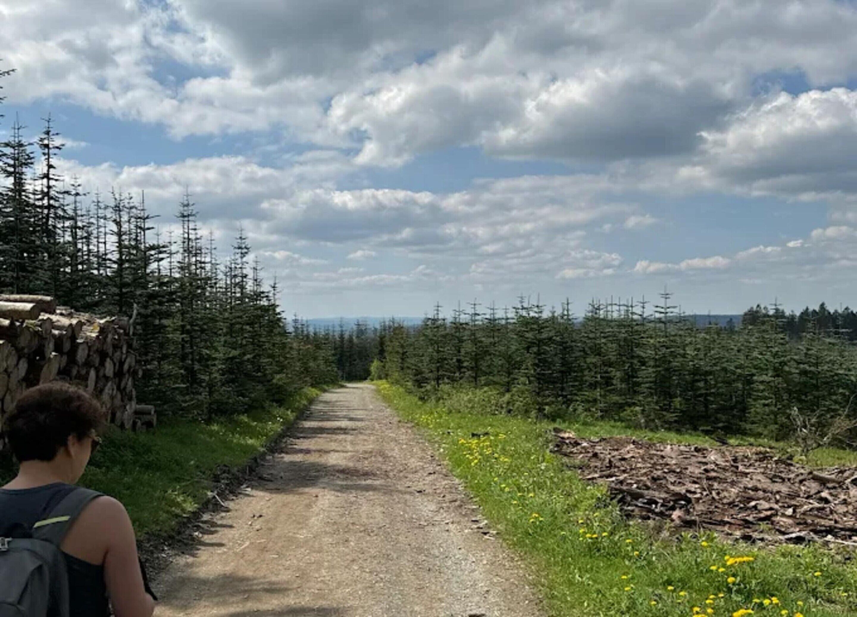 A dirt path flanked by dense coniferous forest, leading towards a distant horizon.
