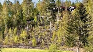 Une maison entourée d’une forêt dense, offrant une vue dégagée sur les arbres environnants et s’ouvrant sur une zone herbeuse au premier plan.