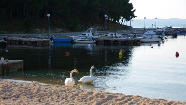 A sandy beach with two swans in the water, boats docked in the background, and trees lining the shore. - Charming Apartments Dokoza Drage (Pakostane)