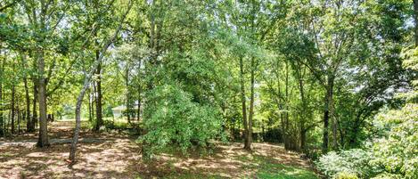 Ein bewaldetes Gebiet mit einem Feldweg und Bäumen.