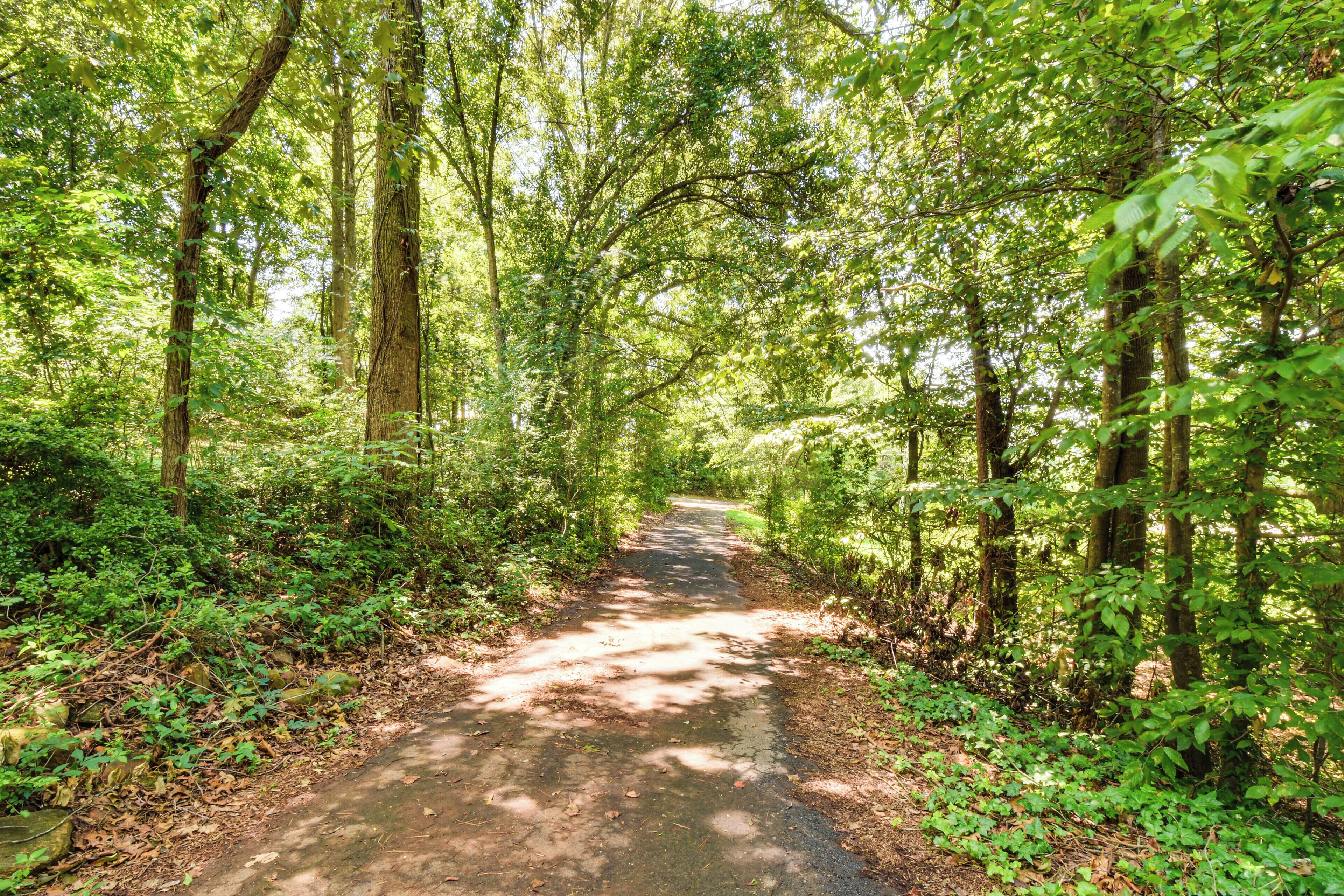 A forested path with dense trees and underbrush.
