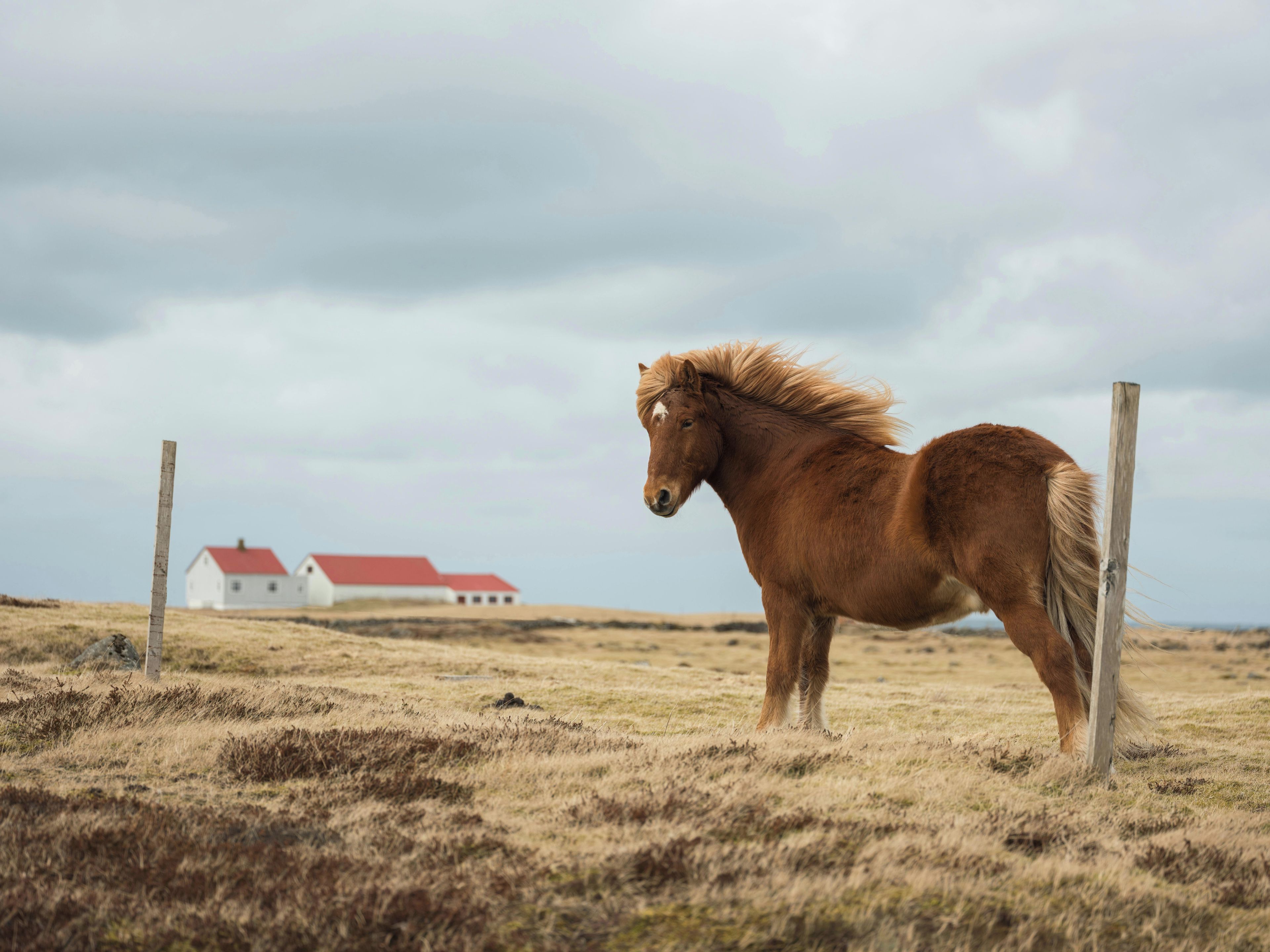 Un caballo de pie en un campo con una casa al fondo.