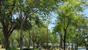 Un parque con un sendero pavimentado, árboles y una masa de agua al fondo.