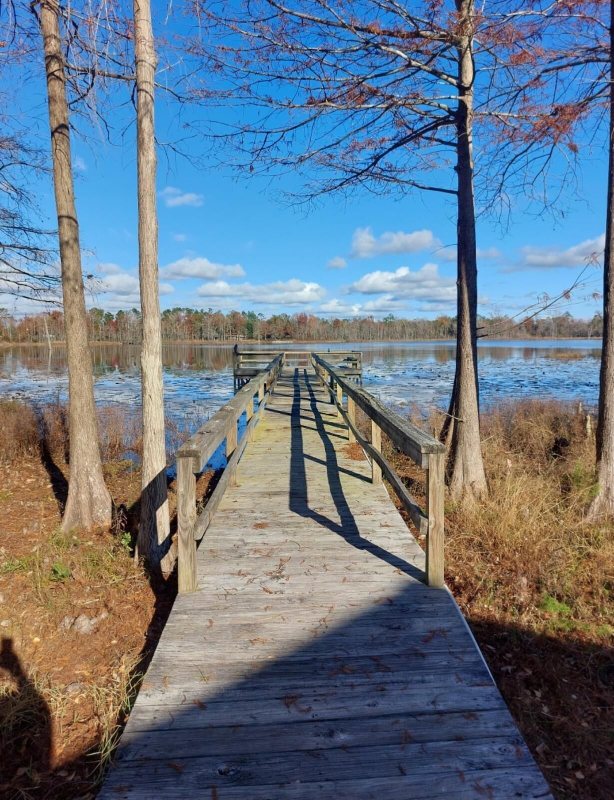Une promenade en bois menant à un plan d’eau, entourée d’arbres et bordée d’un ciel dégagé.