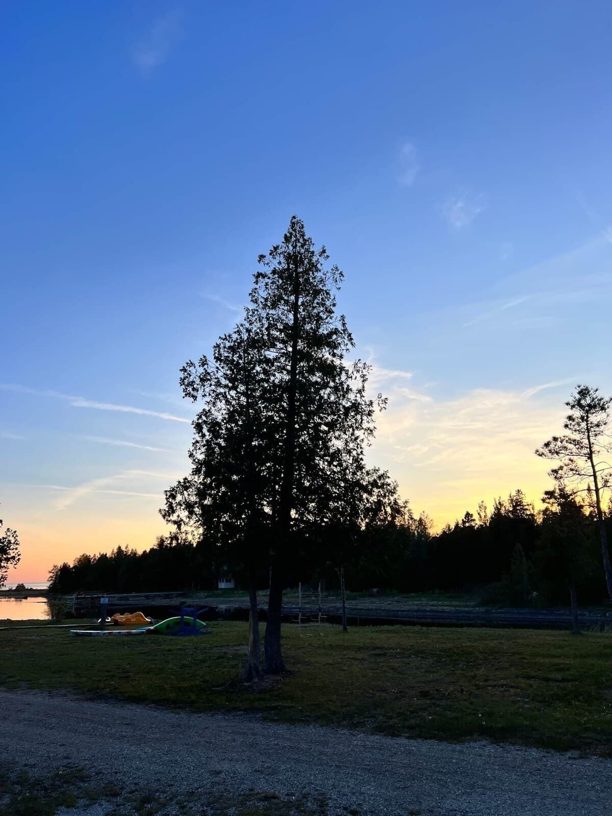 A solitary tree in a grassy field with a clear sky.