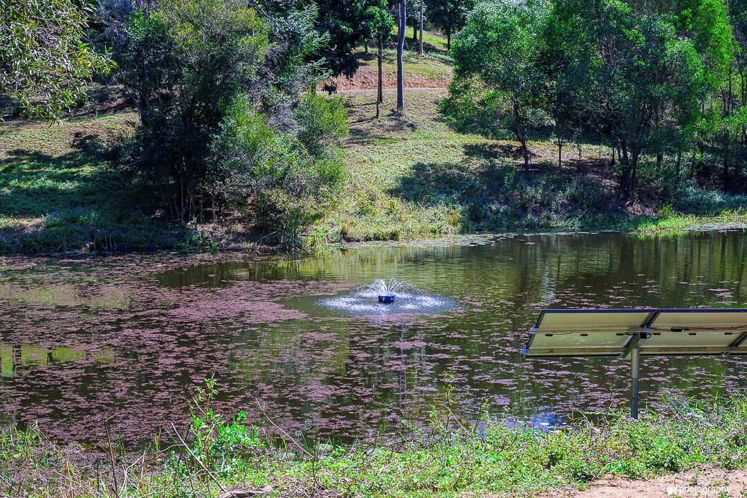 Un estanque con una fuente de agua, rodeado de follaje y árboles.