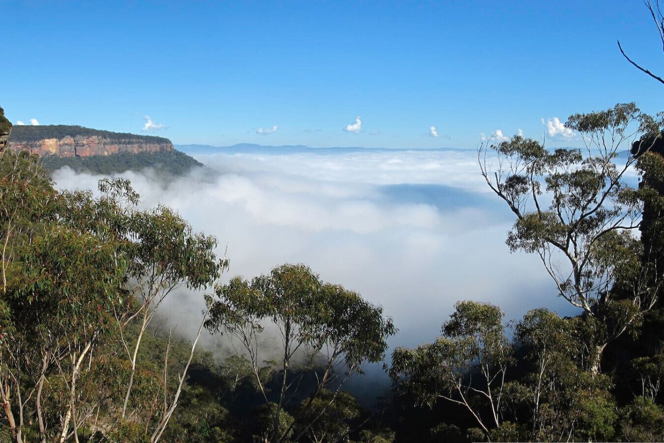 Paisaje montañoso con árboles y una vista de las nubes abajo.