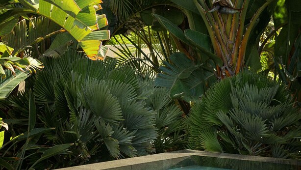 A rectangular pool surrounded by lush tropical foliage. - Bright oceanfront bungalow with views, garden and coastal style, 91 (San Miguel de Abona)