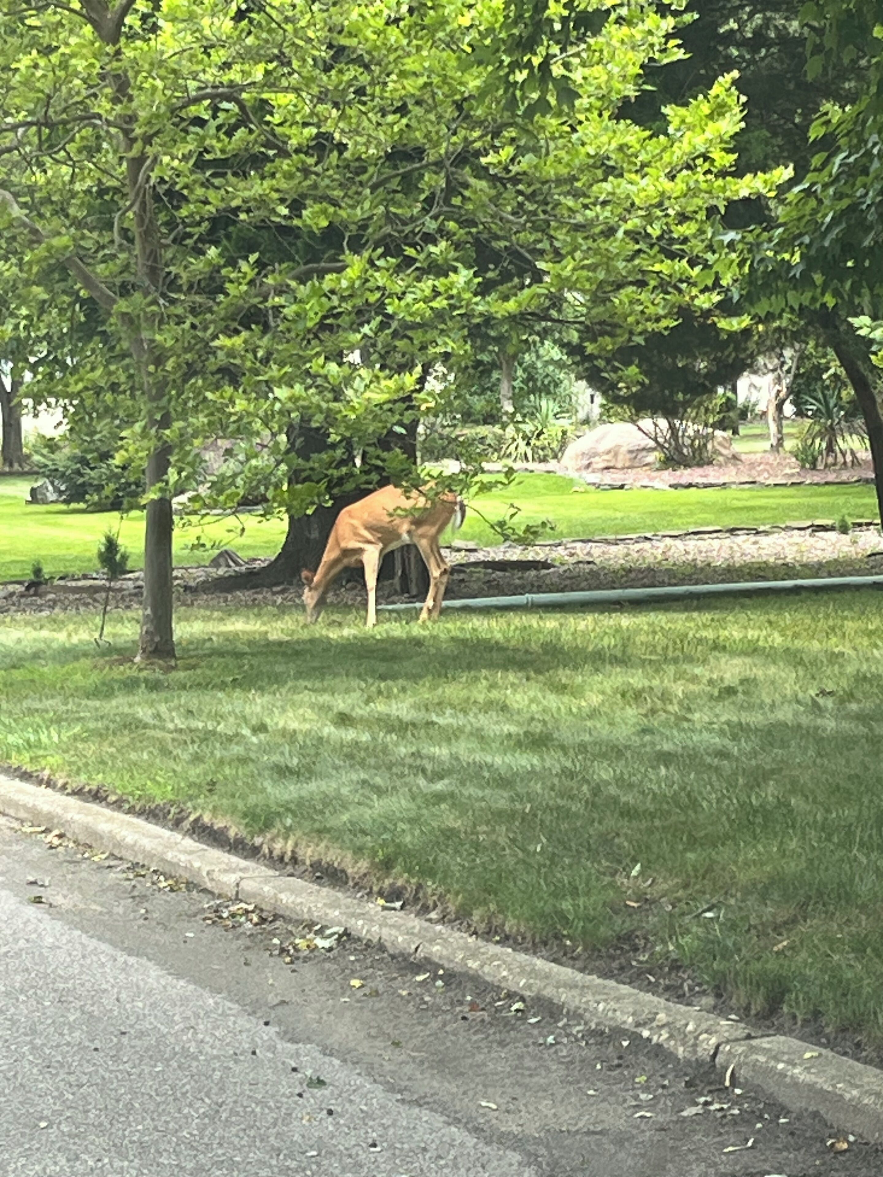 Un chien sous un arbre dans un parc.