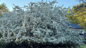 A tree with white blossoms in a grassy area.