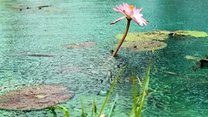 Een helder waterlichaam met een roze bloem op de voorgrond, omringd door groen en een gebouw met een rood dak op de achtergrond.