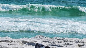 Eine Möwe an einem sandigen Strand, im Hintergrund Wellen.
