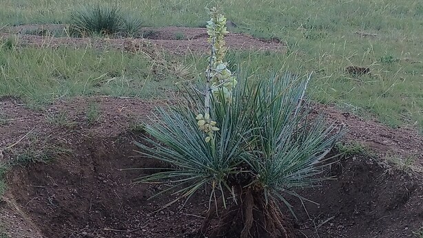 A field with a single plant in the foreground and a fence in the background. - Your Claim for Frontier Days. The West, Uncrowded. (Cheyenne)