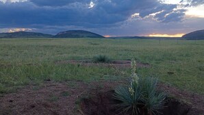 A flat landscape with a single cactus in the foreground and a cloudy sky in the background. - Your Claim for Frontier Days. The West, Uncrowded. (Cheyenne)