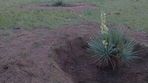 A wide-open field with a cactus in the foreground and a dog in the distance. - Your Claim for Frontier Days. The West, Uncrowded. (Cheyenne)