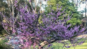 Un giardino con un albero fiorito, una statua e un cordolo di pietra circolare.