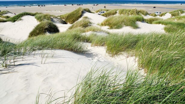 A beach with sand dunes and dunes covered in grass.