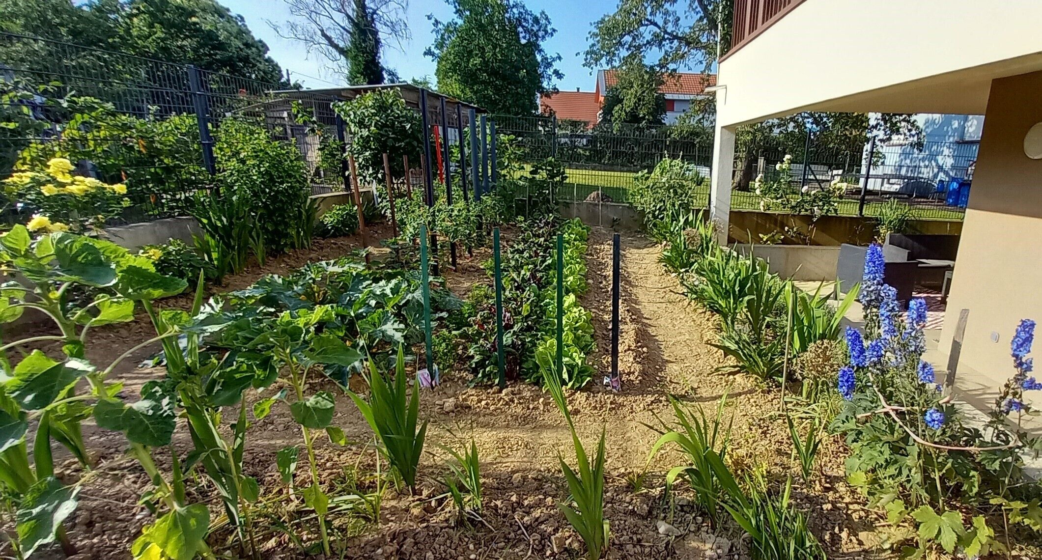 Ein Garten mit verschiedenen Pflanzen und einem Weg.