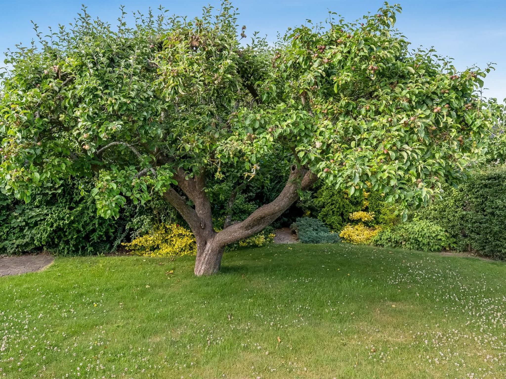 A tree with a thick trunk and dense foliage, surrounded by a well-maintained lawn and various shrubs.