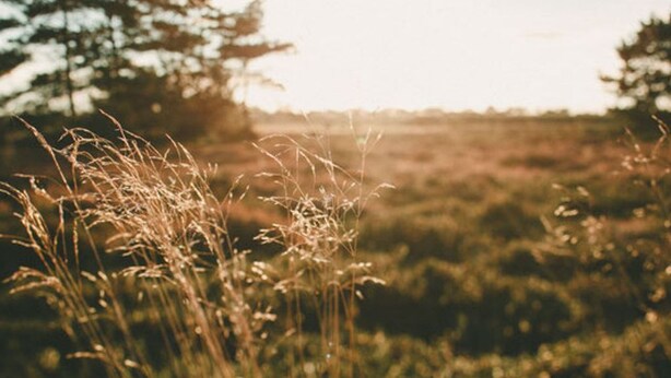 A field with tall grasses and trees in the background.