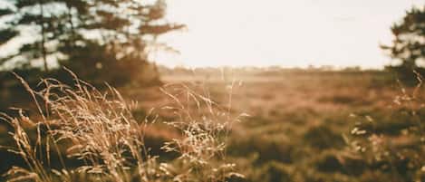 A field with tall grasses and trees in the background.