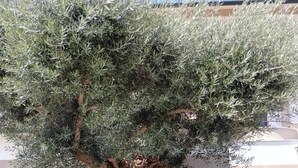 A large olive tree with a thick trunk and dense foliage, surrounded by a stone wall and various plants. - HOTEL LA FAYETTE LICOLA (Giugliano in Campania)
