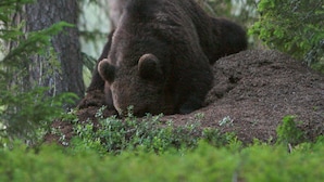 A bear lying on the ground surrounded by trees. - 12 Person Holiday Home in Lidsjoberg (Lidsjöberg)
