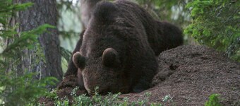 12 Person Holiday Home in Lidsjoberg