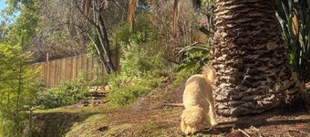 Pawfect Retreat – 3Bed, Dog Lovers’ Luxe Heritage Home,5 minutes to town!