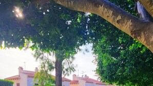 Căn hộ | Vườn