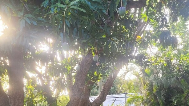 Un jardín con árboles y césped.