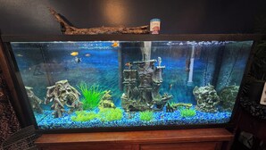 Un grand aquarium abritant différentes espèces de poissons et de plantes aquatiques, installé sur un meuble en bois.