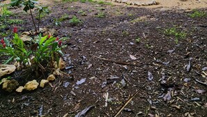 Una casa moderna con un patio cubierto, un coche estacionado en el interior y un jardín con diversas plantas y rocas.