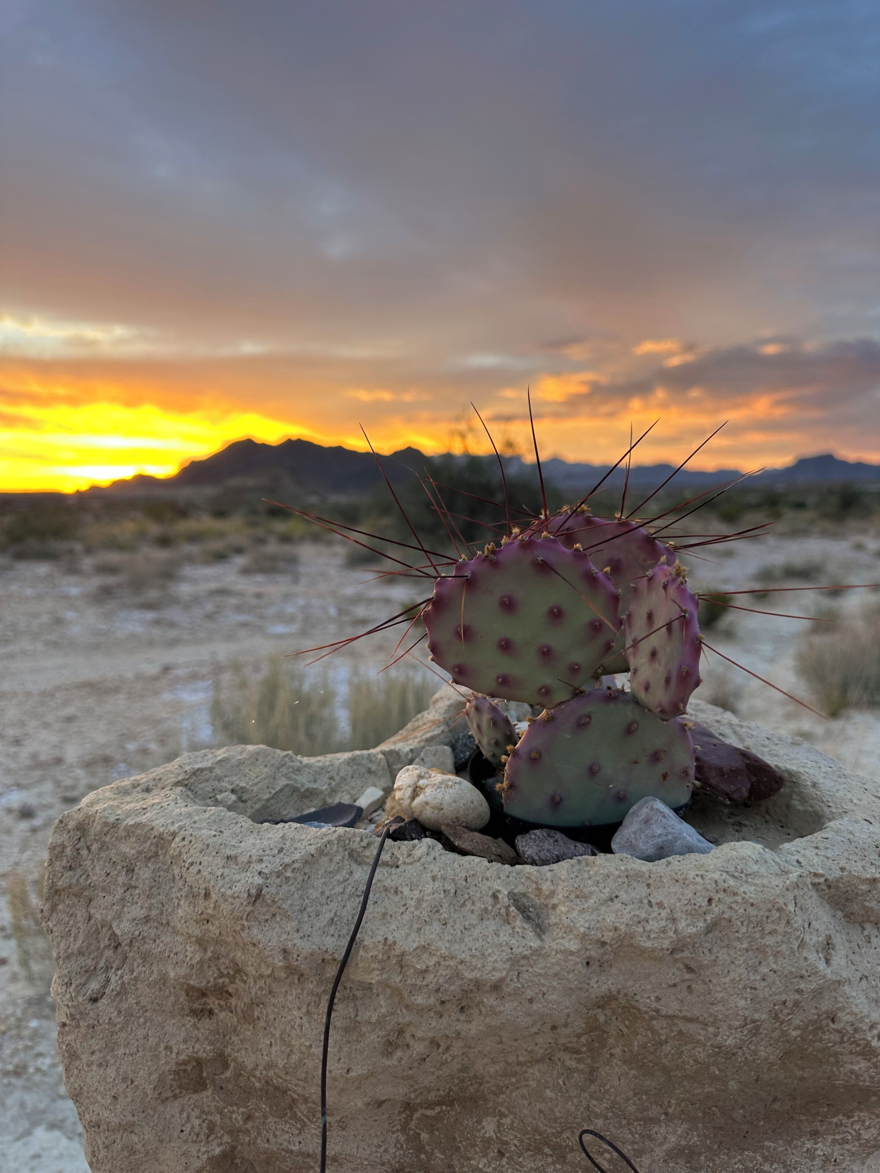 A cactus in a rocky terrain with a sunset in the background.