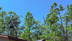 Une maison de plain-pied dotée d’un porche à l’avant, entourée d’une pelouse bien entretenue et d’arbres touffus.