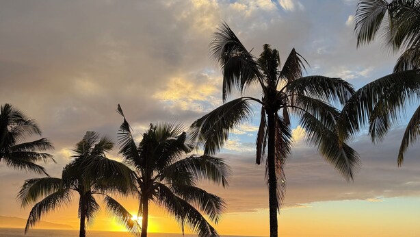 Une plage bordée de palmiers, avec un coucher de soleil.