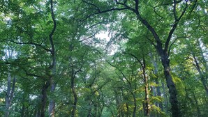 A forested area with a stone pathway. - Living in a small village in the middle of nature many lakes forest and hiking trails (Friedland)