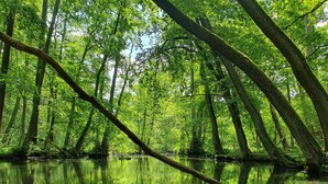 A serene forest scene with dense trees and a calm water body reflecting the greenery. - Living in a small village in the middle of nature many lakes forest and hiking trails (Friedland)