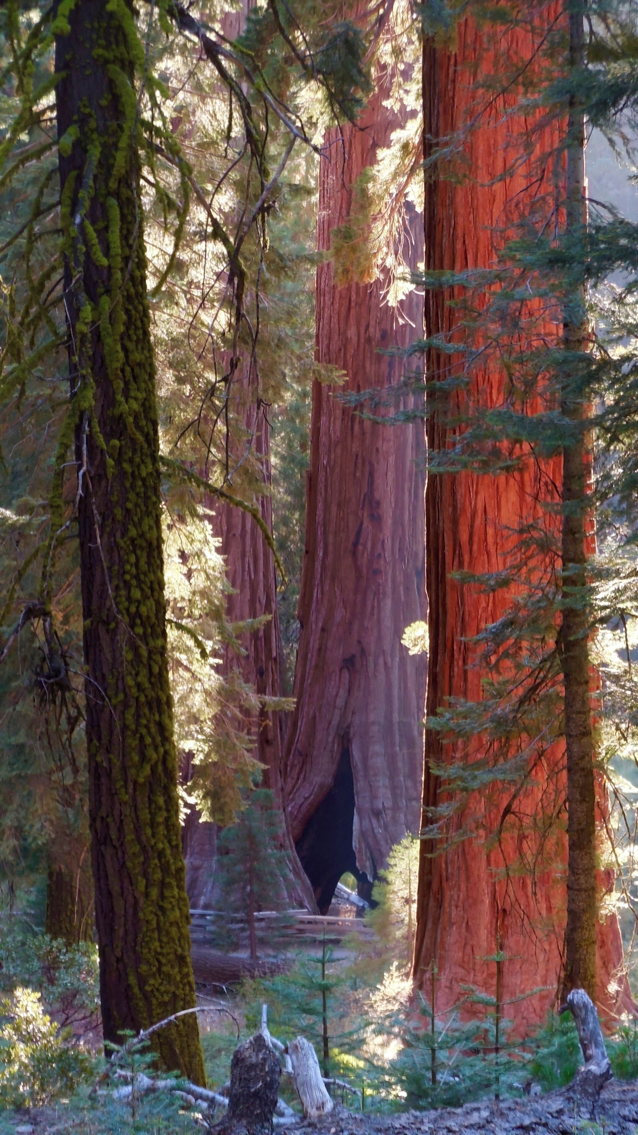A forest with a large red tree and a small cave entrance.