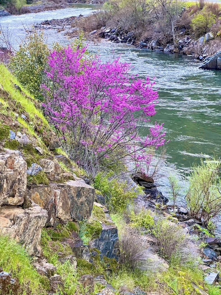 A river with a rocky bank and a tree with pink flowers.
