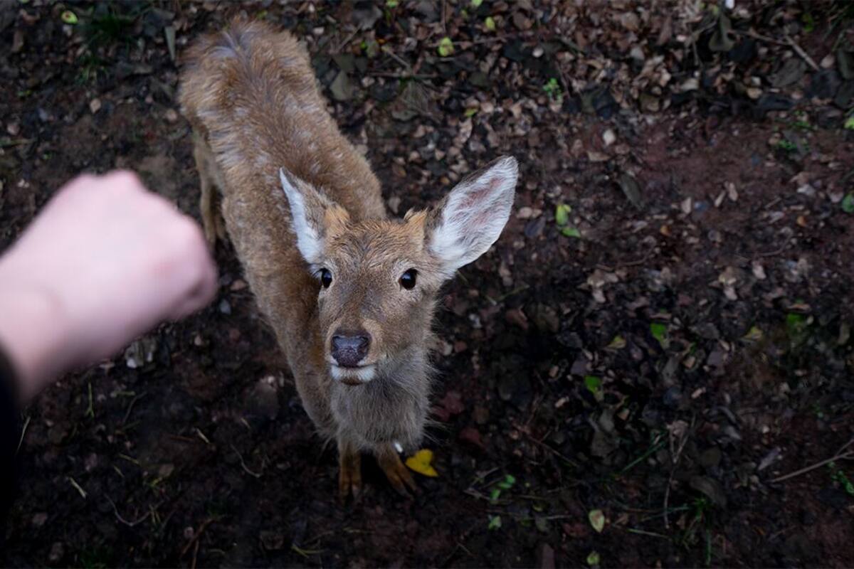 A deer standing on a ground covered with leaves and dirt.
