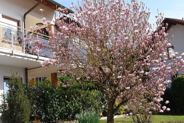 Un immeuble doté d’un balcon, un arbre aux fleurs roses et une pelouse bien entretenue.