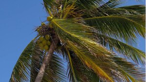 A wooden sign with "JUANA" and a sun symbol, a thatched-roof house, and a palm tree.