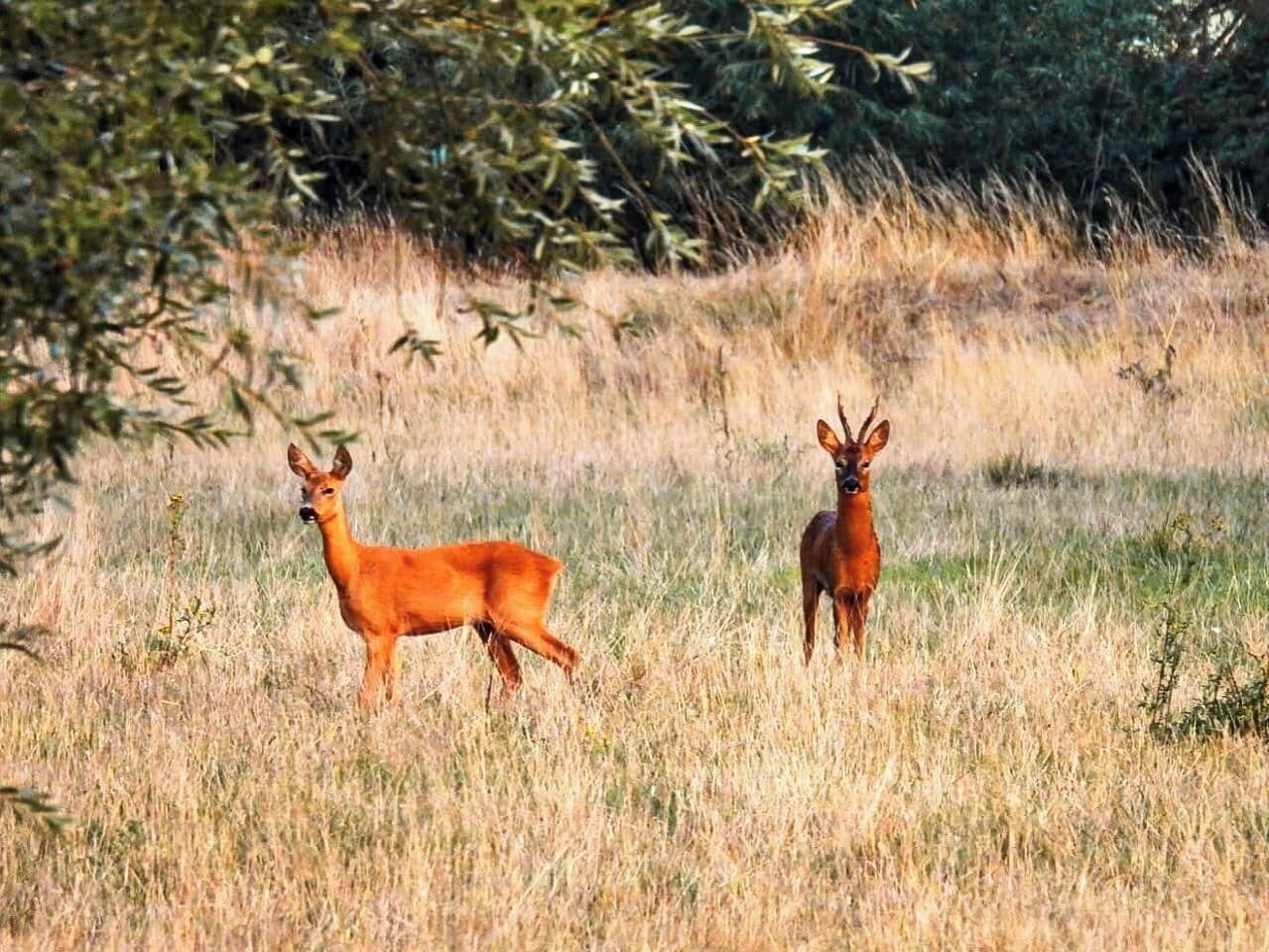 Dos ciervos en un campo cubierto de hierba, con árboles al fondo.