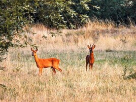 Dos ciervos en un campo cubierto de hierba, con árboles al fondo.