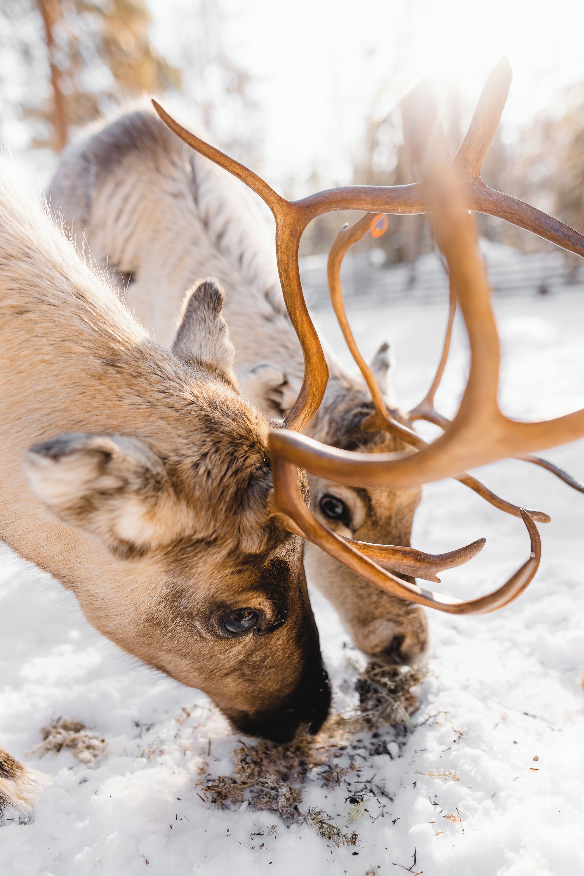Two reindeer with large antlers in a snowy environment.