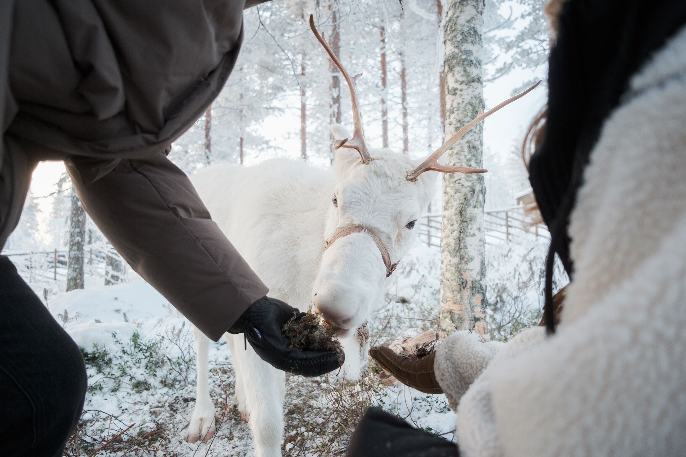 En person som matar en vit get med stora horn i en snötäckt skog.