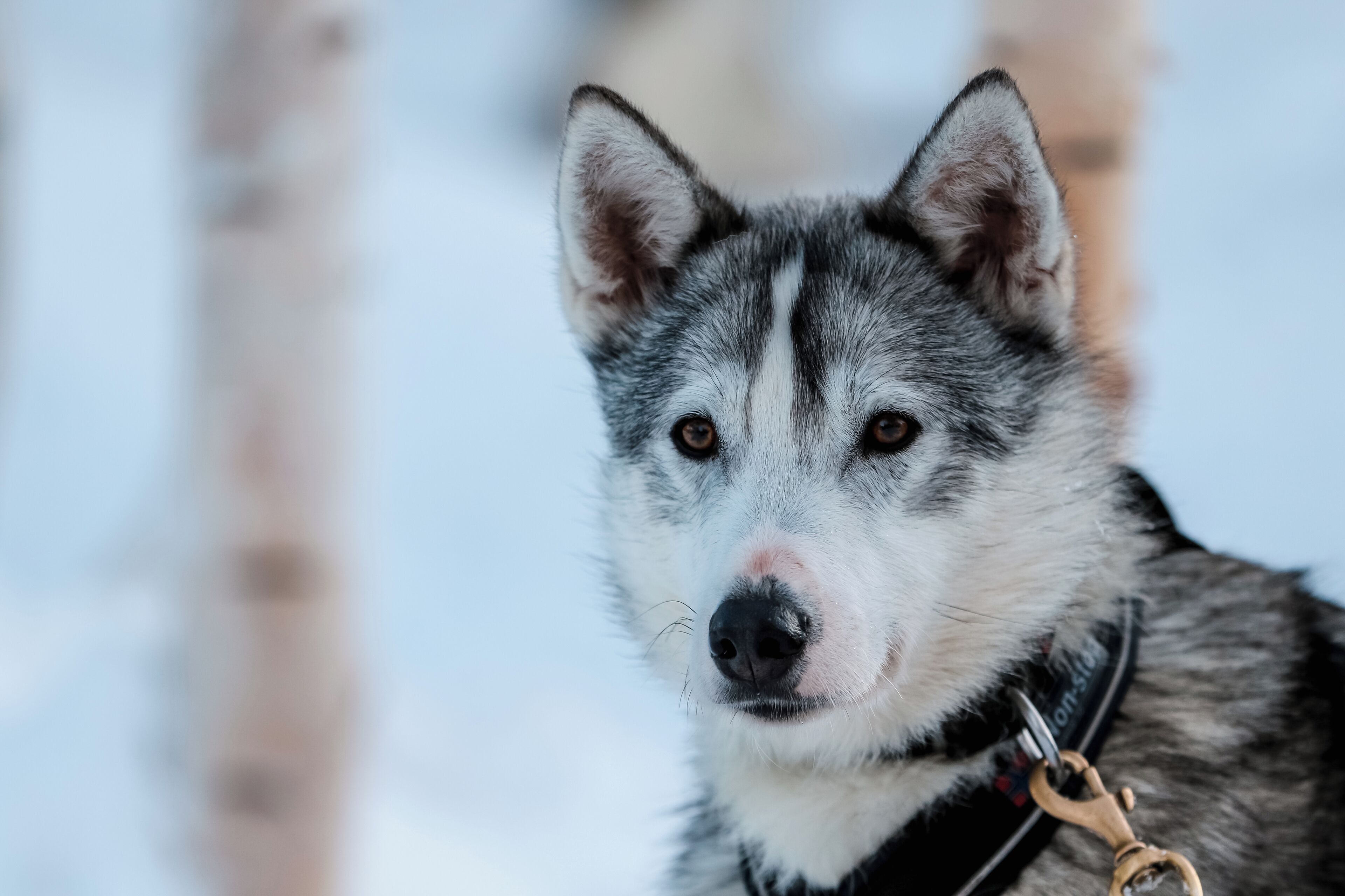 Primer plano de un husky con arnés, sobre un fondo nevado.