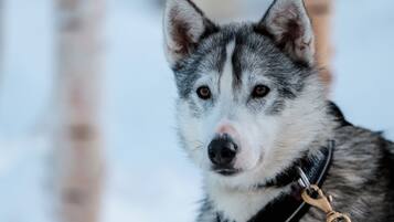 Primer plano de un husky con arnés, sobre un fondo nevado.